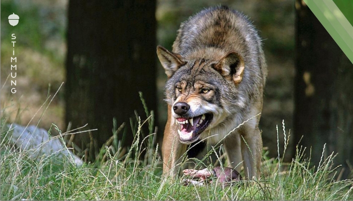 Hungriger Wolf zum Abschuss freigegeben!