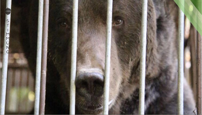 Eingesperrter Bär nach 16 Jahren endlich frei!
