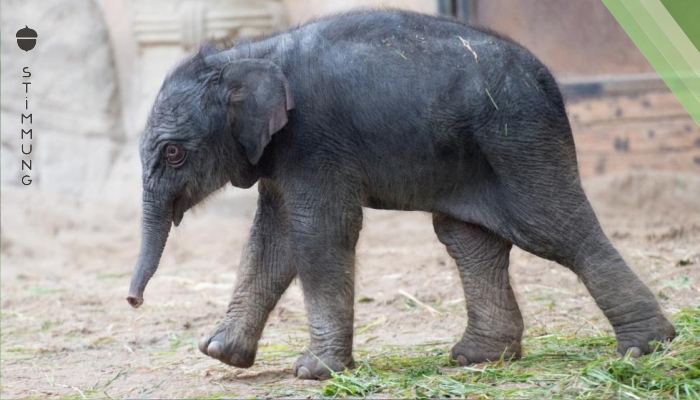 Elefanten-Baby Püppi ist tot!