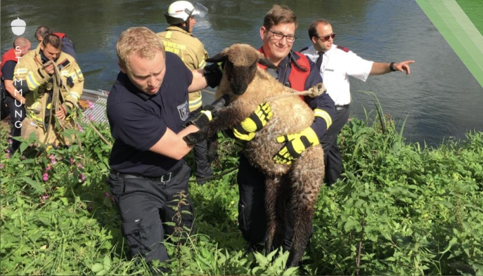 Feuerwehr rettet Nichtschwimmer Schaf aus der Ruhr!
