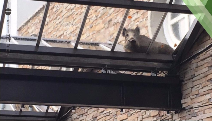Wie kommt das Wildschwein aufs Dach?