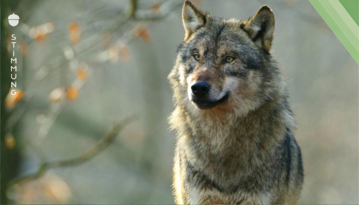 Wolf wandert durch Schwarzwald