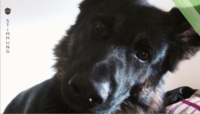 Polizeihund „Hitchcock“ kämpft um sein Leben