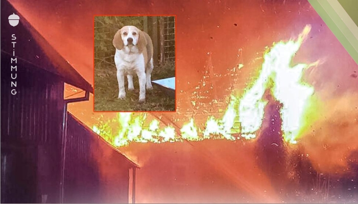 Beagle Prince trauert um verbranntes Herrchen (†65)