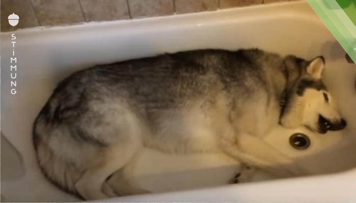 Video: Frauchen lacht über sturen Husky in Badewanne.