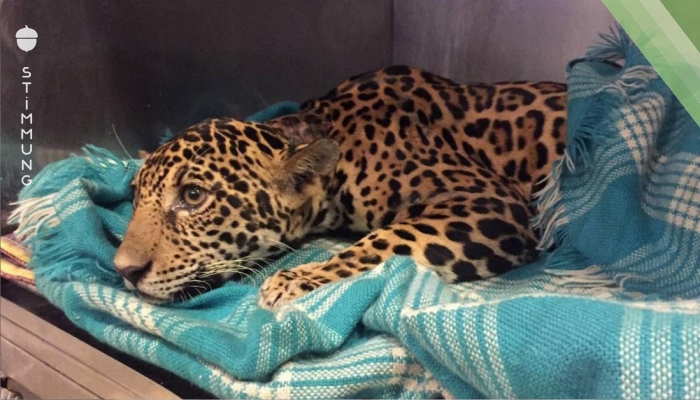 Dieser Baby Jaguar versteckt ein trauriges Geheimnis in seinem Körper. Es sind über 18 tiefe Wunden.
