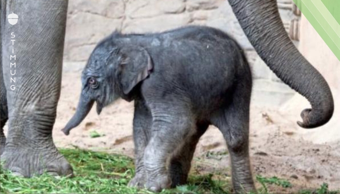 Baby Elefant bei Hagenbeck verhungert?