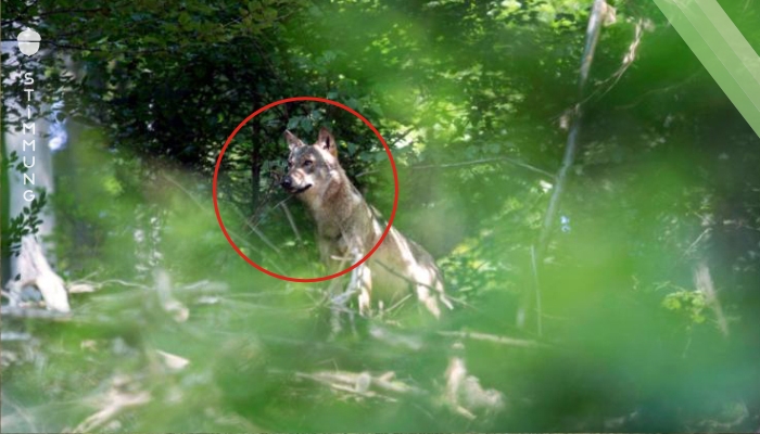 Wolf zurück im Odenwald
