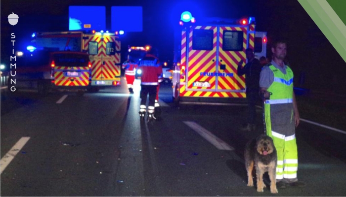 Hund bleibt bei Pkw Crash unverletzt