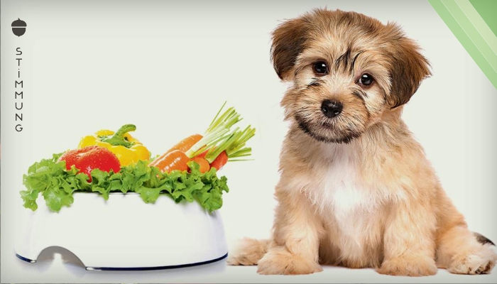 Soll mein Hund auch Vegetarier werden?
