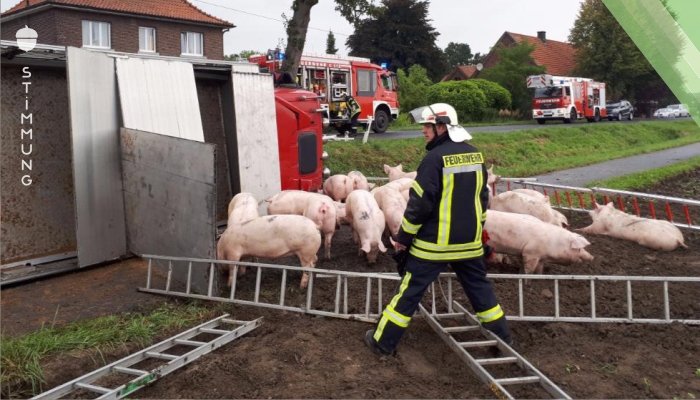 Vieh-Transporter mit 135 Schweinen umgekippt