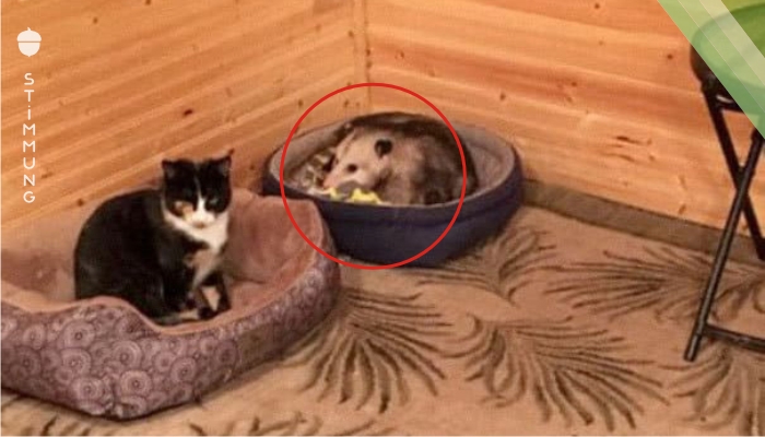 Großmutter dachte, sie würde sich um die drei Kätzchen kümmern, bis ihr Enkel bemerkte, dass einer von ihnen überhaupt keine Katze war