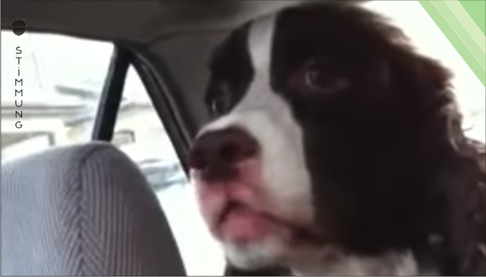 Der Hund im Auto sieht ein Eichhörnchen. Doch was sein Herrchen dann filmt – ich traue meinen Ohren nicht!