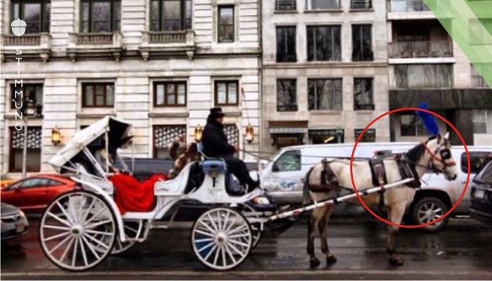 Das Pferd vor der Kutsche stürzt mitten auf die Straße. Was ein Fußgänger fotografiert, empört jetzt Tierfreunde weltweit.