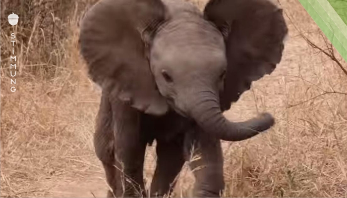 Das Elefantenbaby trennt sich von der Mutter und rennt zum Kameramann. Was daraufhin passiert, lässt ihn laut auflachen.