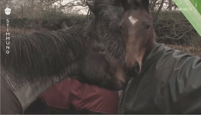 4 Jahre lang hat das Pferd seine Freunde nicht mehr gesehen. Der Moment, als sie sich wiedersehen, ist einfach wunderschön.