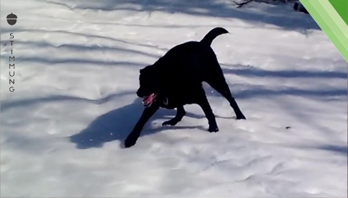 Der Hund lässt sich in den Schnee plumpsen. Doch was Herrchen dann filmt, lässt ihm vor Lachen fast die Kamera aus der Hand fallen.