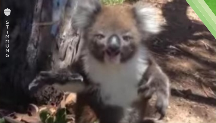 Der Koala wird vom Baum geworfen. Doch als sie seine Reaktion filmen, trauen sie ihren Ohren nicht.