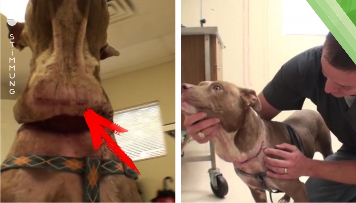 Dieser Hund sieht ganz gesund aus, doch dann schaut sich der Arzt den Hals an – unfassbar!
