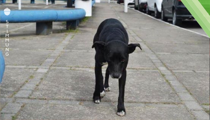 Der Hund wartet vor dem Krankenhaus auf seinen toten Besitzer. 8 Monate später fehlt von ihm jede Spur.