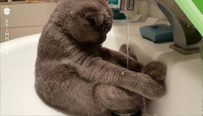 Die Katze sitzt im Waschbecken, während der Wasserhahn läuft. Was sie bei 0:12 macht, lässt ihr Frauchen herzlich lachen.