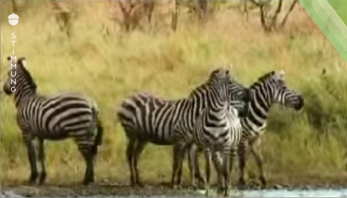 Die Löwin verbeißt sich in den Hals des Zebras. Da dreht das Tier den Spieß einfach um. Unglaublich!