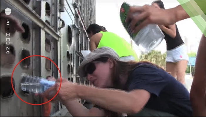 Die Frau gibt den sterbenden Schweinen einen Schluck Wasser aus ihrer Flasche. Dafür muss sie jetzt vor Gericht erscheinen.