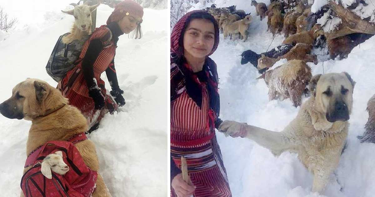 11 Jahre altes Mädchen weigert sich, die Ziege im Schnee gebären zu lassen – ihre geniale Reaktion ist heroisch