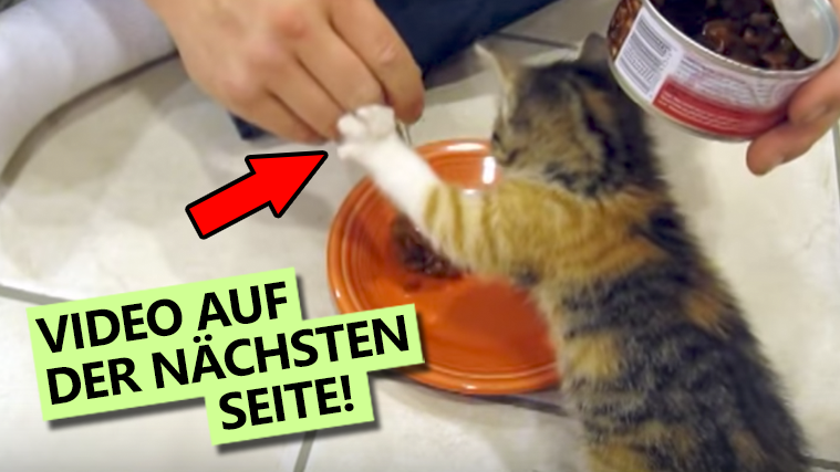 „Finger weg!“ – Dieses kleine Kätzchen versteht keinen Spaß, wenn es um ihr Essen geht!