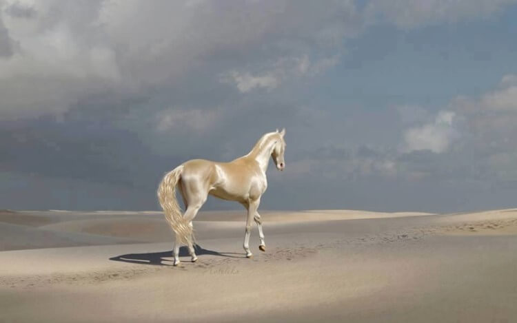 Akhal Teke: Eines der schönsten Pferde der Welt!