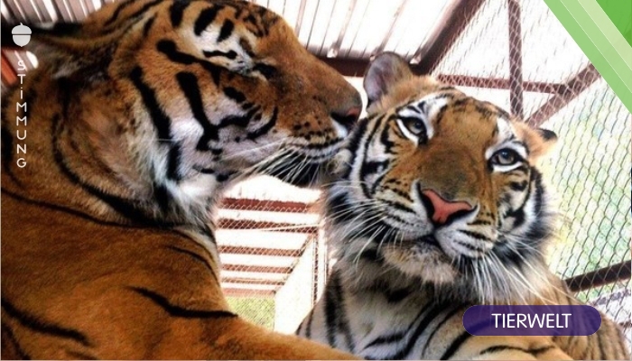 Tiger Aasha wird aus dem Zirkus gerettet – und macht eine unglaubliche Verwandlung durch