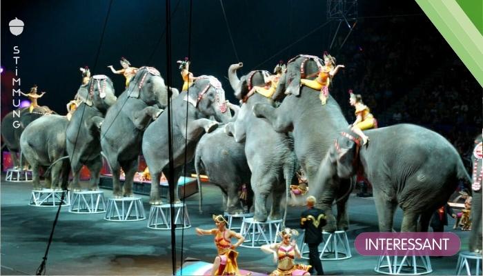 Gute Nachrichten: Schottland verbietet Wildtiere im Zirkus