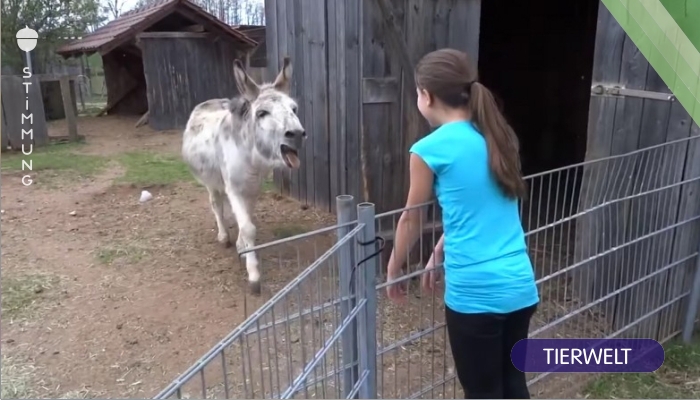 Video: Esel freut sich über Besuch von Lieblingsmenschen.