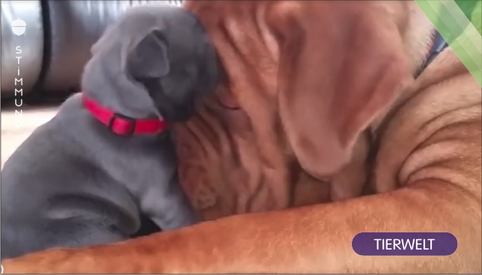 Welpen wird von den großen Hunden begrüßt – nun wurde das Video bereits 29 Millionen mal gesehen