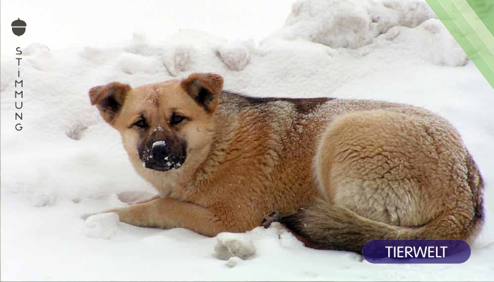 Neues US Gesetz: Tiere in der Kälte leiden zu lassen ist in Pennsylvania ab sofort illegal
