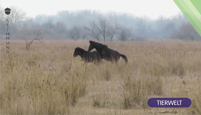 Tierfreund befreit ein Pferd von seinen Ketten – sehen Sie, wie das Tier ihm dankt