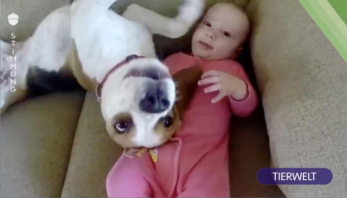 Der Hund dieser Familie hat etwas Wichtiges über ihre Tochter gelernt – seine Reaktion geht uns ans Herz