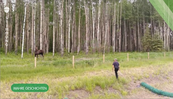 Männer halten an, um Elche im Wald genauer anzusehen – und landen inmitten einer Rettungsaktion
