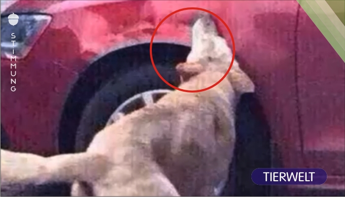 Streuner nehmen Rache an einem Mann, der einen schlafenden Hund auf dem Parkplatz getreten hat