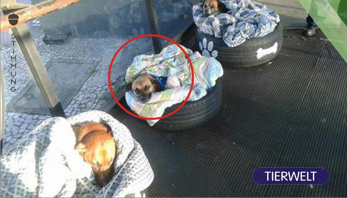 Bushaltestelle öffnet die Pforten für obdachlose Hunde – so sehr freuen sie sich über ihre neuen Betten