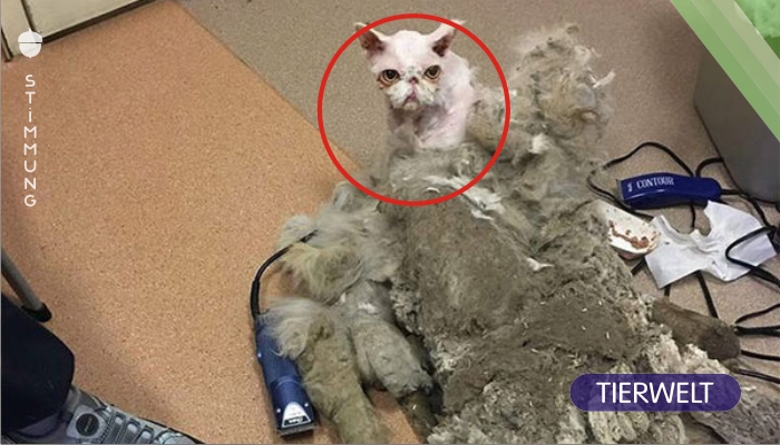 Ungekämmter Kater mit mehr als 2 Kilo verfilztem Fell im Keller gefunden – hier ist seine Verwandlung