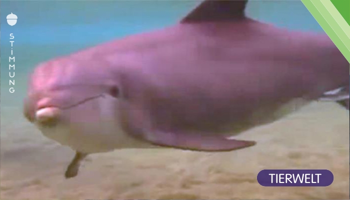 Der Delfin verhält sich eigenartig – doch dann sehen die Taucher das Wunder der Natur vor ihren Augen