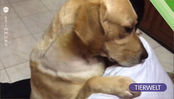 Der Hund trifft sein Herrchen nach einer schweren Operation – ihr Wiedersehen berührt Tausende