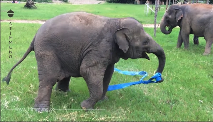 Video zeigt, wie Babyelefant zum ersten Mal seit Langem in Freiheit spielt.