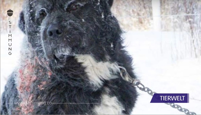 Der Hund war alleine für 4 Jahre in der Kälte angekettet – schau dir den Moment an, als er gerettet wird