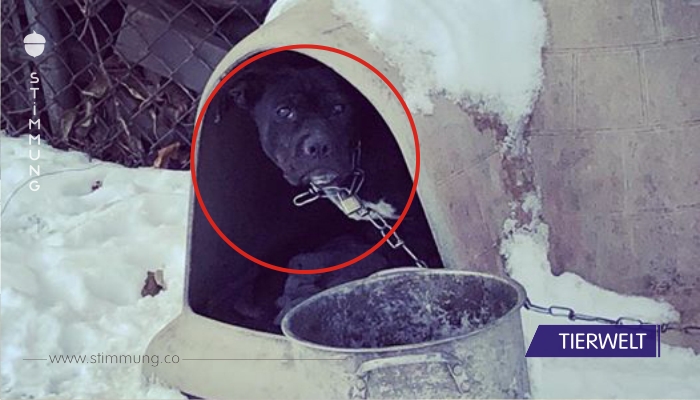 Hunde erfrieren in der Kälte – nun bittet die Polizei alle Menschen um Unterstützung