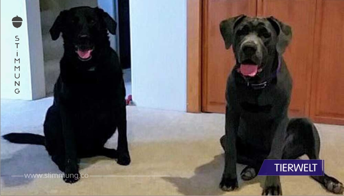 Als ihre beiden Hunde sterben, möchten sie das bereits gekaufte Hundefutter zurückgeben – die Reaktion der Firma wärmt ihre Herzen