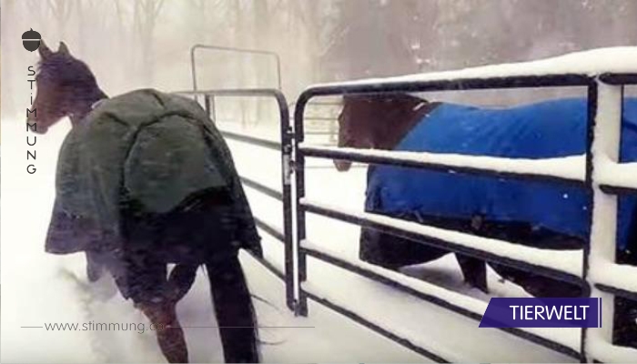 Die zwei Pferde sind draußen in der Kälte und reagieren auf ähnliche Art und Weise, wie wir es würden