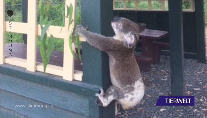 Tierquäler nagelt Koala an einen Pfosten – dieser grausige Fund empört die ganze Welt