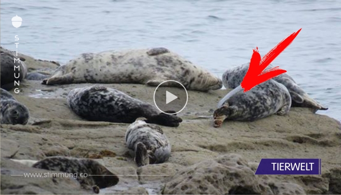 Video: Robben stürzen sich auf Flucht vor Menschen von Klippen.